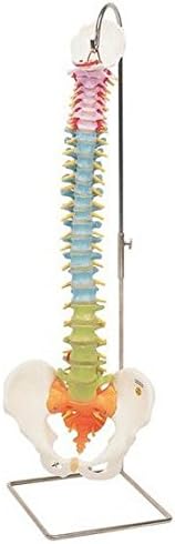 Anatomical Innovations 1284 Didactic Flexible Spine Model