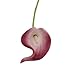 Angel Isabella, LLC 20pc Set of Keepsake Artificial Real Touch Calla Lily with Small Bloom Perfect for Making Bouquet, Boutonniere,Corsage (Burgundy Wine Trim)