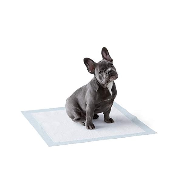 Amazon-Basics-Pet-Training-Pads-Regular Amazon Basics Dog and Puppy Training Pads, Leakproof, 5-Layer Design with Quick-Dry Surface, Regular, Pack of 50