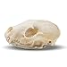 Raccoon Skull- Real Raccoon Skull Taxidermy, Made in The USA, an American Heritage Industries Product