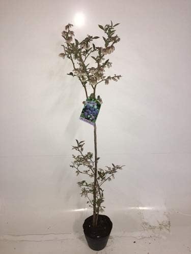 ブルーベリー ビッグオースチン 樹高0 8m前後 15cmポット 単 品 ぶるーべりー びっぐおーすちん 木 苗 植木 ラビットアイ系 送料無料限定セール中 販売 苗木 庭木 ブルーベリー ビッグオースチン 樹高0 8m前後 15cmポット 単 品 ぶるーべりー びっぐおーすちん 木 苗 植木 ラビットアイ系 送料無料限定セール中 販売 苗木 庭木