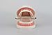 Airgoesin Dental Dentist Adult Standard Typodont Demonstration Teeth Teaching Model