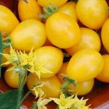 Ildi Tomato 15 Seeds -Yummy Yellow Grape Tomato!- Early ALG -596