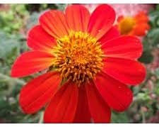 New Tithonia Rotundifolia ' Torch ' - Sunflower , MEXICAN SUNFLOWER ' Torch ' , 150 + Seeds !