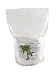 Manganese Sulfate Monohydrate Powder Fertilizer 100%"Greenway Biotech Brand 3 Pounds primary