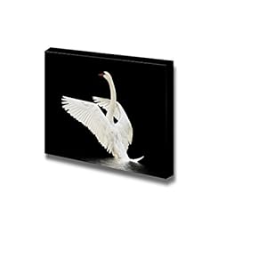 Swan on The Water Isolated on Black Surface Wall Decor