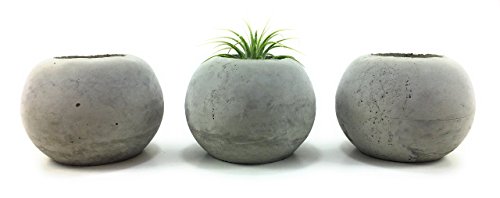 ORB Concrete Succulent Planters / Air Plant Holders. (Set of 3) Natural Gray.