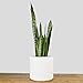 PEACH & PEBBLE Indoor Plant Pot (10.5