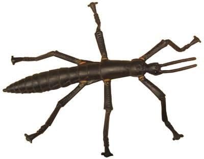 Science and Nature 75348 Australian Lord Howe Island Stick Insect - Animals of Australia Realistic Toy Replica