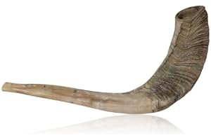 Natural Ram Horn Shofar with Curved Top and Ridges