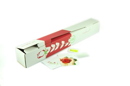 Regenbogen Rose - Basic - Bunte Rose – Bild 5