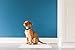 Petmate Precision Pet Little Stinker Housebreaking Pads 14 Per Pack