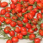 Brazilian Red Olive ,10 Chile Pepper Seeds (Capsicum chinense) Rare pepper ,Hard to find !