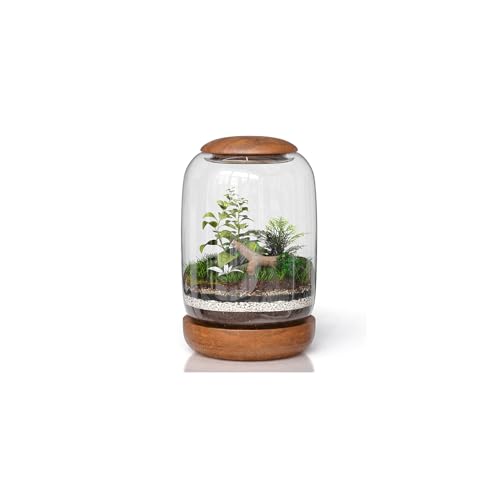NoctisCorvus Cylindrical Glass Terrarium