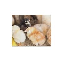 JGYJF Country Decor Wall Art Young Yellow Baby Chicks Wall Art Decor Modern Canvas Print Kitchen Print Decor for Home 20x16 Inch