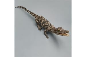 CLLOEAT Taxidermy Real Alligator Animals Skulls, Real Bones Specimen, Taxidermy Supplies for Science Education, Special Gift,