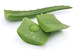 Fresh Organic Aloe Vera Cut Leaf Large 2 Pounds