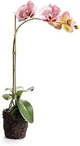 Napa Home & Garden PHALAENOPSIS Drop-in 21