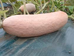 PREMIER SEEDS DIRECT Squash - Jumbo Pink Banana - 25 Seeds, Orange,Pink