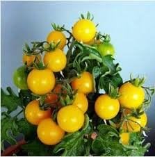 30pcs Fruit Yellow Cherry Tomato Seeds, Original Package Mini Bonsai Tomato Seeds Four Seasons Bonsai Fruit Seeds