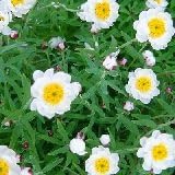 Amazon Co Jp 耐寒性 花かんざし ハナカンザシ 2株セット 花壇 コンテナガーデン ホーム キッチン