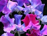 Sweet Pea â€œBlue Shiftâ€ (Lathyrus odoratus) Morphs As It Ages From Pink Mauve, to shades of Brilliant Blues and Aquamarines. Summer Flowering Rare Approx. 10 Seeds.