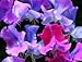 Sweet Pea “Blue Shift” (Lathyrus odoratus) Morphs As It Ages From Pink Mauve, to shades of Brilliant Blues and Aquamarines. Summer Flowering Rare Approx. 10 Seeds.