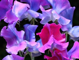 Sweet Pea “Blue Shift” (Lathyrus odoratus) Morphs As It Ages From Pink Mauve, to shades of Brilliant Blues and Aquamarines. Summer Flowering Rare Approx. 10 Seeds.