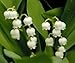 Lily of the Valley Perfume Oil Roll On 1/3 oz - Silky Dry Oil - Long Lasting Personal Fragrance By De'esse Boutique by 1889 Perfume