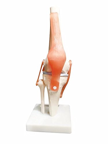 BoNew-Oral Life Size Knee Joint Anatomical Model Skeleton - Human Medical Anatomy