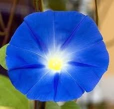 The Dirty Gardener Heavenly Blue Morning Glory Wildflowers - .25 Pounds