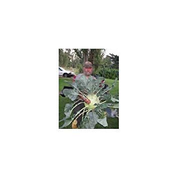 Fash Lady 20 Giant Kohlrabi Seeds 2017 40+ LBS Possible!