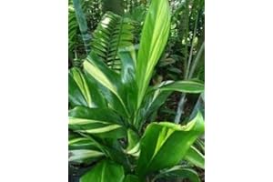 DISCOUNT HAWAIIAN GIFTS HAWAIIAN GREEN TI LEAF PLANT 2 LOGS ~ GROW HAWAII