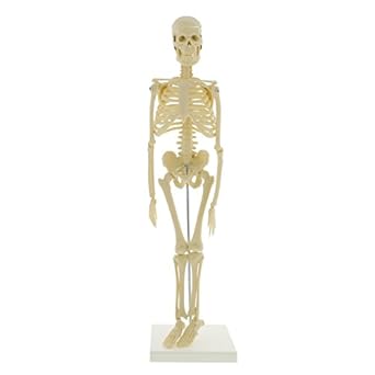 skeleton anatomy human halloween medical flash sorry player