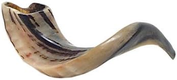 Kosher Shofar Ram's Horn Shofar Medium Size 36-38cm Polished White