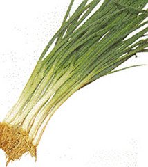 PREMIER SEEDS DIRECT - Onion BUNCHING (Spring) - Tokyo Long White - 2.2 Grams