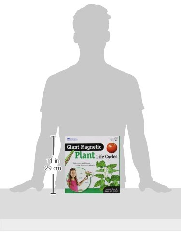 Learning Resources Giant Magnetic Plant Life Cycle