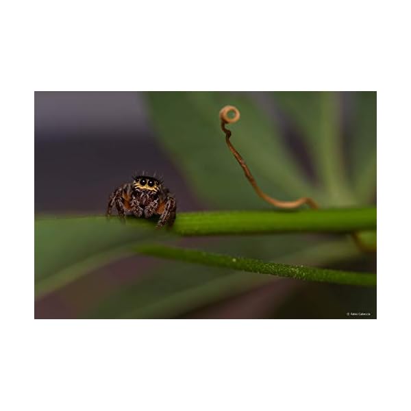 Samyang MF 100mm F2.8 Makro für Sony E – Macro Teleobjektiv für Sony E-Mount, geeignet für APS-C und Vollformat, manueller Fokus, für Sony E - A6100, A6400, A6600, A6500, A1, A7S III, A7C II A7C R – Bild 8