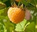 Plant a 20 Foot Row of Anne Golden Everbearing Raspberries - Large/Sweet
