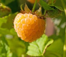 Plant a 20 Foot Row of Anne Golden Everbearing Raspberries - Large/Sweet Plant a 20 Foot Row of Anne Golden Everbearing Raspberries - Large/Sweet