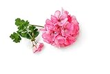Homegrown Packet Geranium Seeds, Bulk