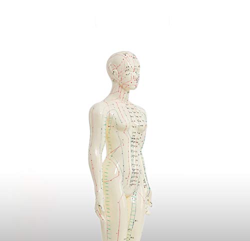 Doc.Royal Human Model Acupuncture and Moxibustion Female Model 48cm (18.8 in)
