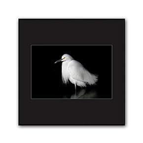 Framed Canvas Wall Art A Bird Standing on Canvas Prints Home Artwork Decoration for Living Room,Bedroom - 16x16 inches