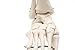 Foot and Ankle Skeleton Model,Kouber Human Anatomical Model,Life Size,Height 11