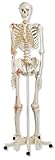 3B Scientific Leo The Ligament Skeleton