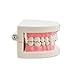 Carejoy Carejoy Dental Dentist Child Kid Teeth Gums Standard Tooth Teaching Model