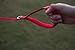 EcoBark Dog Leash - Soft & Reflective Comfort Training Leashes with Padded Handle - Strong Durable Heavy Duty - Training and Pulling for Small, Medium or Large Dogs (Red)