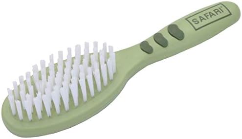 inbred boston terrier