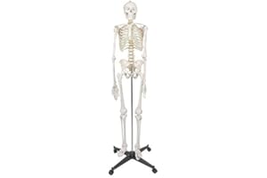 ZENY Life Size 70.8" Human Anatomical Anatomy Skeleton Model with Stand, Scientific Anatomy Human Body Model for Study Halloween Spooky Party Decoration