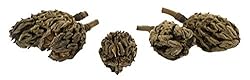 Josh's Frogs Magnolia Pods